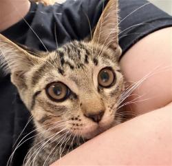 Shelter Stray Female Cat last seen , 600 Aviation Dr, Camarillo, CA 93010, USA