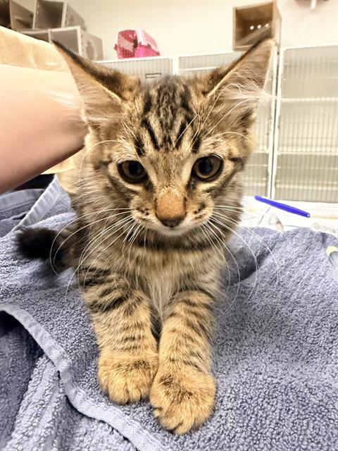 Shelter Stray Male Cat last seen , 600 Aviation Dr, Camarillo, CA 93010, USA