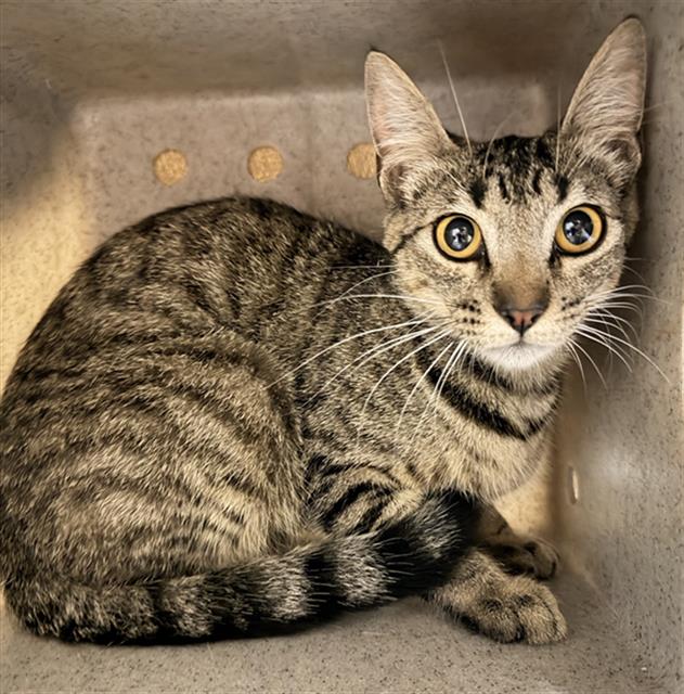 Shelter Stray Female Cat last seen , 600 Aviation Dr, Camarillo, CA 93010, USA