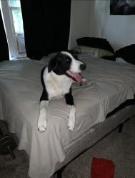 Reunited Male Dog last seen Biggs Terrace and Wynne Terrace Arlington, Tx 76010, Arlington, TX 76010
