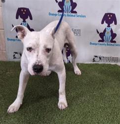 Shelter Stray Male Dog last seen , 2769 Conroy Rd, Orlando, FL 32839, USA