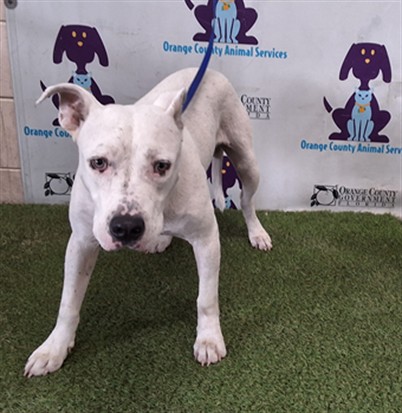 Shelter Stray Male Dog last seen , 2769 Conroy Rd, Orlando, FL 32839, USA