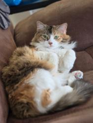 Reunited Female Cat last seen Airport Blvd and Alameda, Aurora, CO 80017