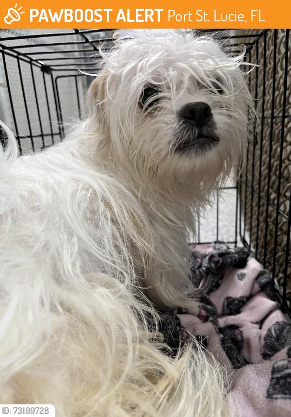 Surrendered Unknown Dog last seen Port St Lucie, Port St. Lucie, FL 34986