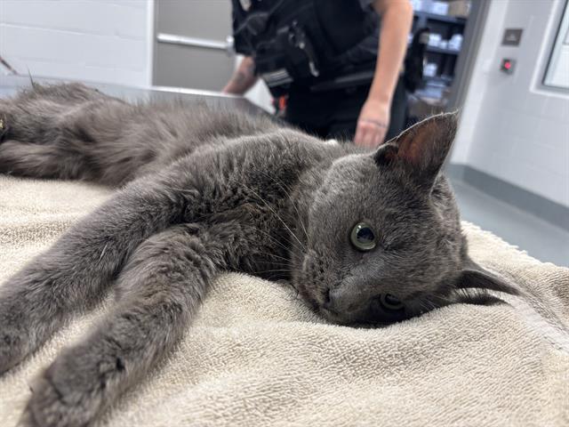 Shelter Stray Male Cat last seen Near, 2600 S Harding St, Indianapolis, IN 46221, USA