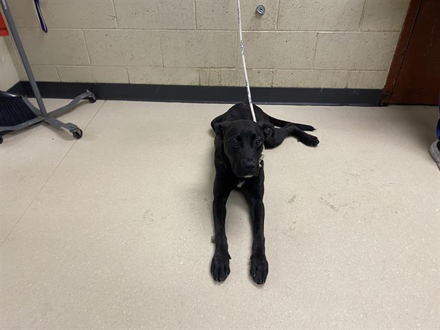 Shelter Stray Female Dog last seen , 3839 W Burnham St, West Milwaukee, WI 53215, USA