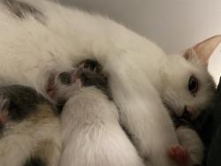 Shelter Stray Female Cat last seen , 3839 W Burnham St, West Milwaukee, WI 53215, USA