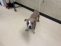Shelter Stray Male Dog last seen , 3839 W Burnham St, West Milwaukee, WI 53215, USA