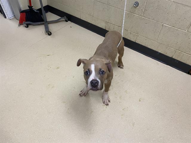 Shelter Stray Male Dog last seen , 3839 W Burnham St, West Milwaukee, WI 53215, USA