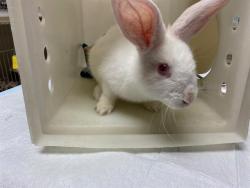 Shelter Stray Female Other last seen AROUND THE CORNER FROM FINDER IN YARD, 3839 W Burnham St, West Milwaukee, WI 53215, USA