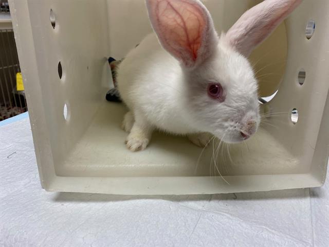 Shelter Stray Female Other last seen AROUND THE CORNER FROM FINDER IN YARD, 3839 W Burnham St, West Milwaukee, WI 53215, USA