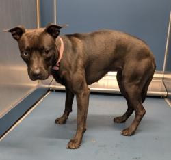 Shelter Stray Female Dog last seen Near BLOCK S ANNABELLE ST, DETROIT, MI 48217, 7401 Chrysler Dr, Detroit, MI 48211, USA