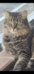 Reunited Female Cat last seen Dristol Ave and Augustine, Spring Hill, FL 34609