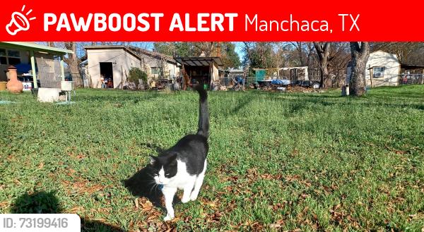 Lost Female Cat last seen Bear Canyon Dr., Manchaca, TX 78652