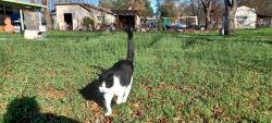 Lost Female Cat last seen Bear Canyon Dr., Manchaca, TX 78652