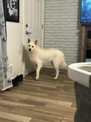 Lost Female Dog last seen Cowan 92 main st, Acworth, GA 30101