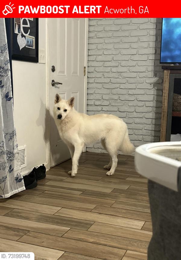 Lost Female Dog last seen Cowan 92 main st, Acworth, GA 30101
