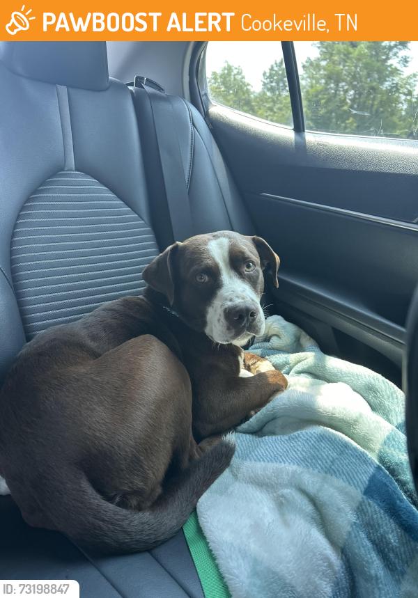 Surrendered Male Dog last seen Unknown, Cookeville, TN 38505