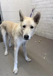 Shelter Stray Male Dog last seen BASELINE AND TIPPECANOE, 333 Chandler Pl, San Bernardino, CA 92408, USA