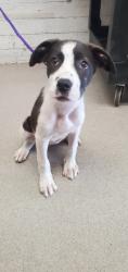 Shelter Stray Female Dog last seen WATERMAN & MILL, 333 Chandler Pl, San Bernardino, CA 92408, USA