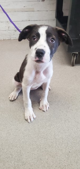 Shelter Stray Female Dog last seen WATERMAN & MILL, 333 Chandler Pl, San Bernardino, CA 92408, USA