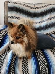 Found/Stray Male Dog last seen Primrose Ln. & Marigold Cr., Castaic, CA 91384
