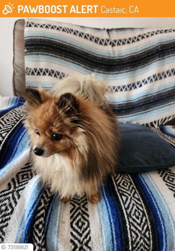 Found/Stray Male Dog last seen Primrose Ln. & Marigold Cr., Castaic, CA 91384