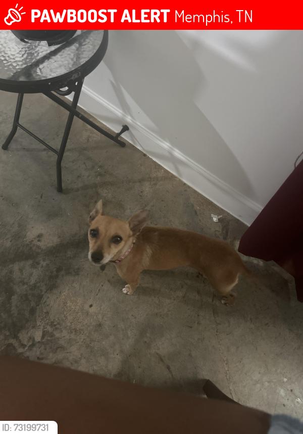 Lost Female Dog last seen Near Rutland rd, Memphis, TN 38114