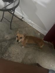 Lost Female Dog last seen Near Rutland rd, Memphis, TN 38114