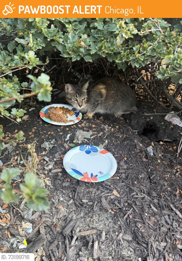 Found/Stray Unknown Cat last seen Mariano’s parking lot, Chicago, IL 60616