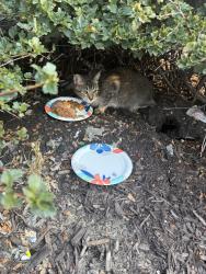 Found/Stray Unknown Cat last seen Mariano’s parking lot, Chicago, IL 60616