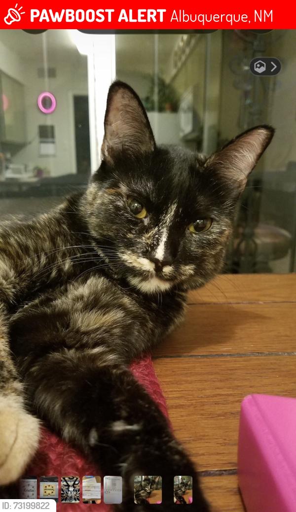 Lost Female Cat last seen Maxine and Shirley on South side of Lomas, Albuquerque, NM 87123