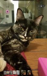 Lost Female Cat last seen Maxine and Shirley on South side of Lomas, Albuquerque, NM 87123