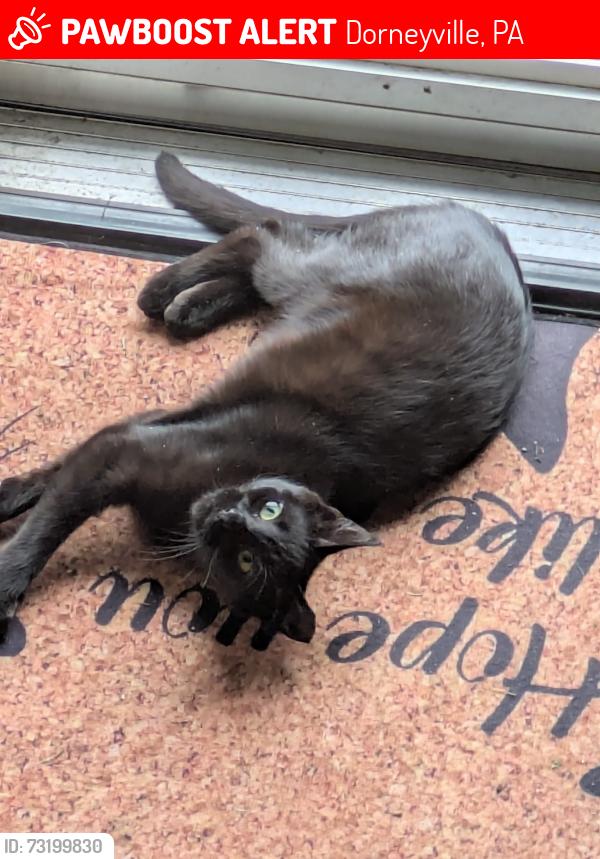 Lost Male Cat last seen Lincoln & Washington Ave, Dorneyville, PA 18103