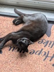 Lost Male Cat last seen Lincoln & Washington Ave, Dorneyville, PA 18103