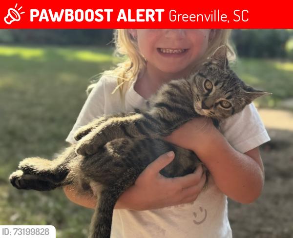 Lost Male Cat last seen East North St. and Haywood Rd., Greenville, SC 29615