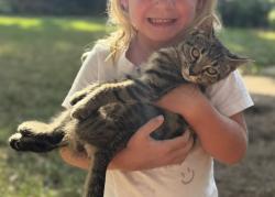 Lost Male Cat last seen East North St. and Haywood Rd., Greenville, SC 29615