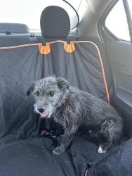 Reunited Male Dog last seen Vegas dr and Torrey pines, Las Vegas, NV 89108