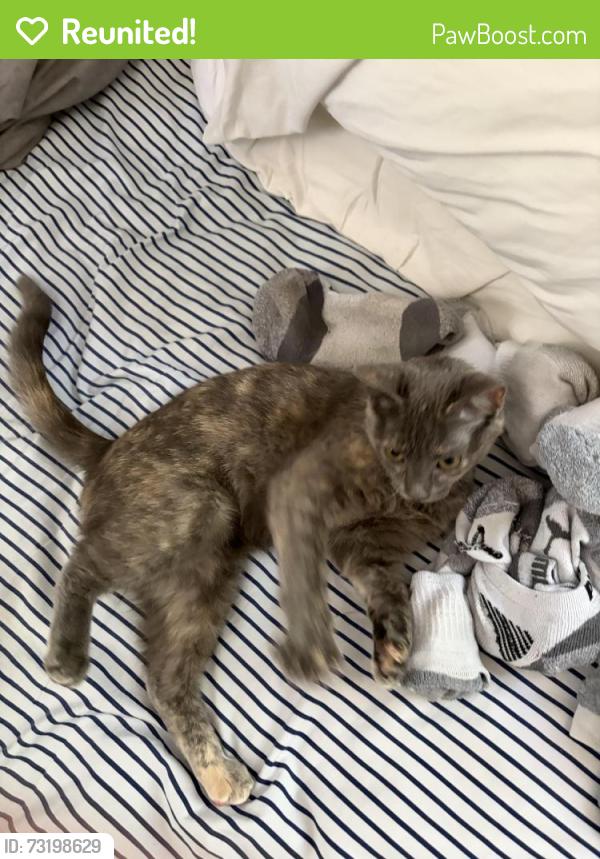 Reunited Female Cat last seen Marroit, Richmond, VA 23229