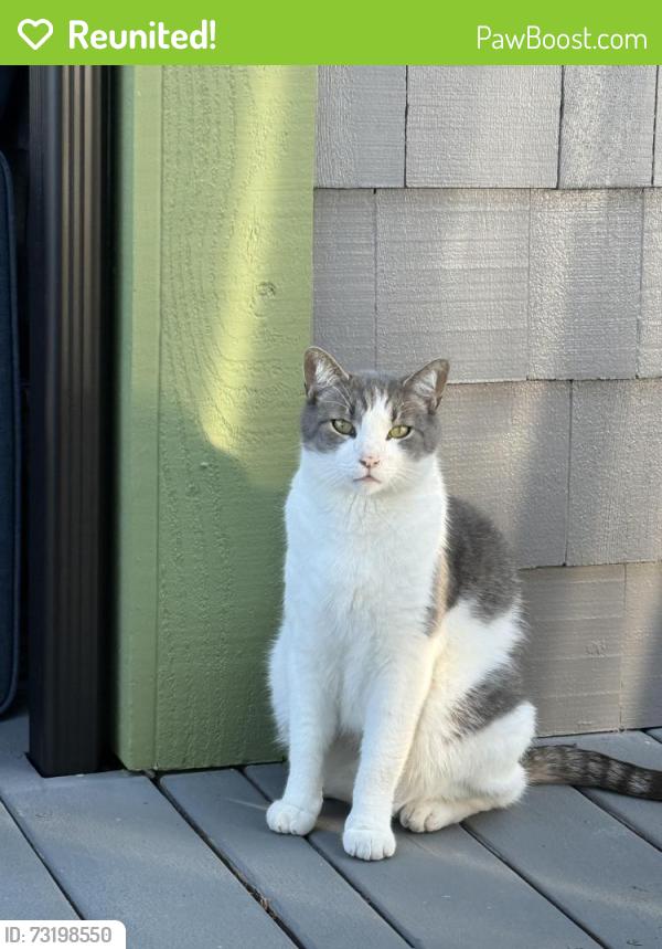 Reunited Male Cat last seen N 26th and Carr, Tacoma, WA 98403
