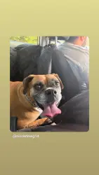 Reunited Female Dog last seen Irwindale park, Irwindale, CA 91706