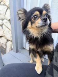 Reunited Female Dog last seen Highland school, Oakland, CA 94621