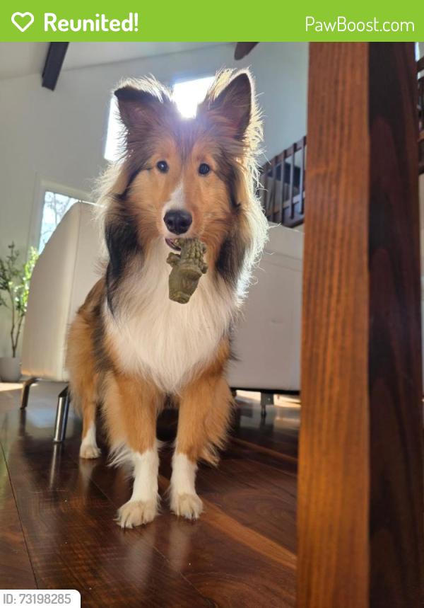 Reunited Female Dog last seen Old Field Rd, Bethlehem, NC 28681