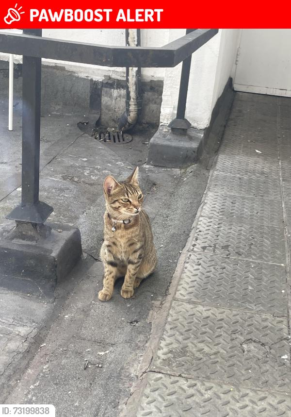 Lost Female Cat last seen Croydon, Greater London, England 