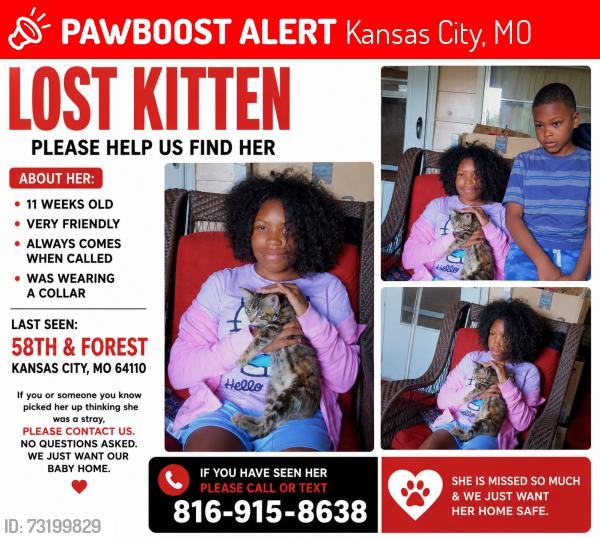 Lost Female Cat last seen E 59th st, Kansas City, MO 64110