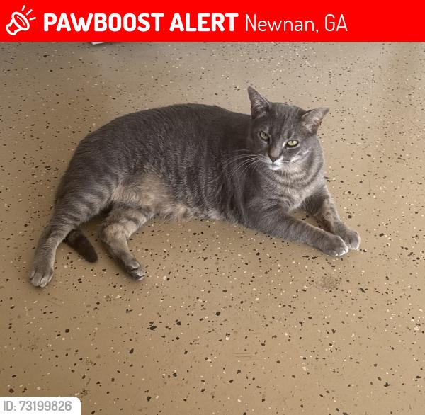 Lost Male Cat last seen Tommy Lee Cook near Sardis Church RD, Newnan, GA 30263