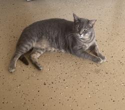 Lost Male Cat last seen Tommy Lee Cook near Sardis Church RD, Newnan, GA 30263