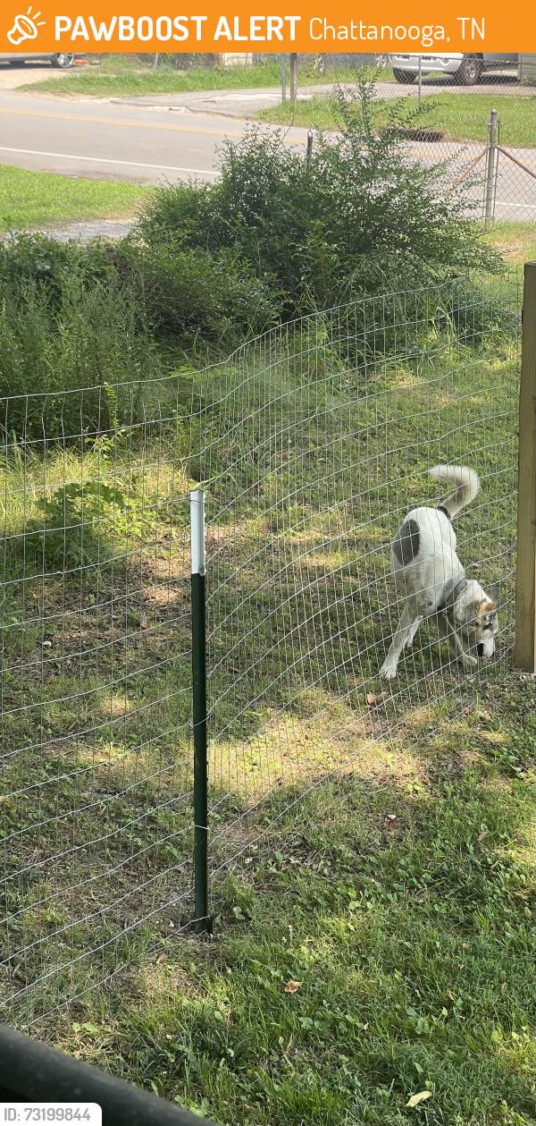 Found/Stray Male Dog last seen Greenwood rd, Chattanooga, TN 37411