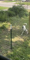 Found/Stray Male Dog last seen Greenwood rd, Chattanooga, TN 37411