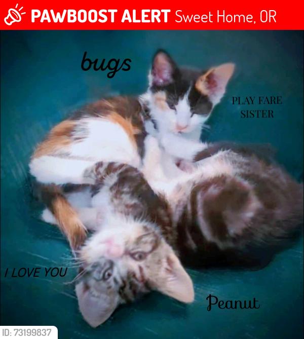 Lost Female Cat last seen Clarkmill rd, Sweet Home, OR 97386